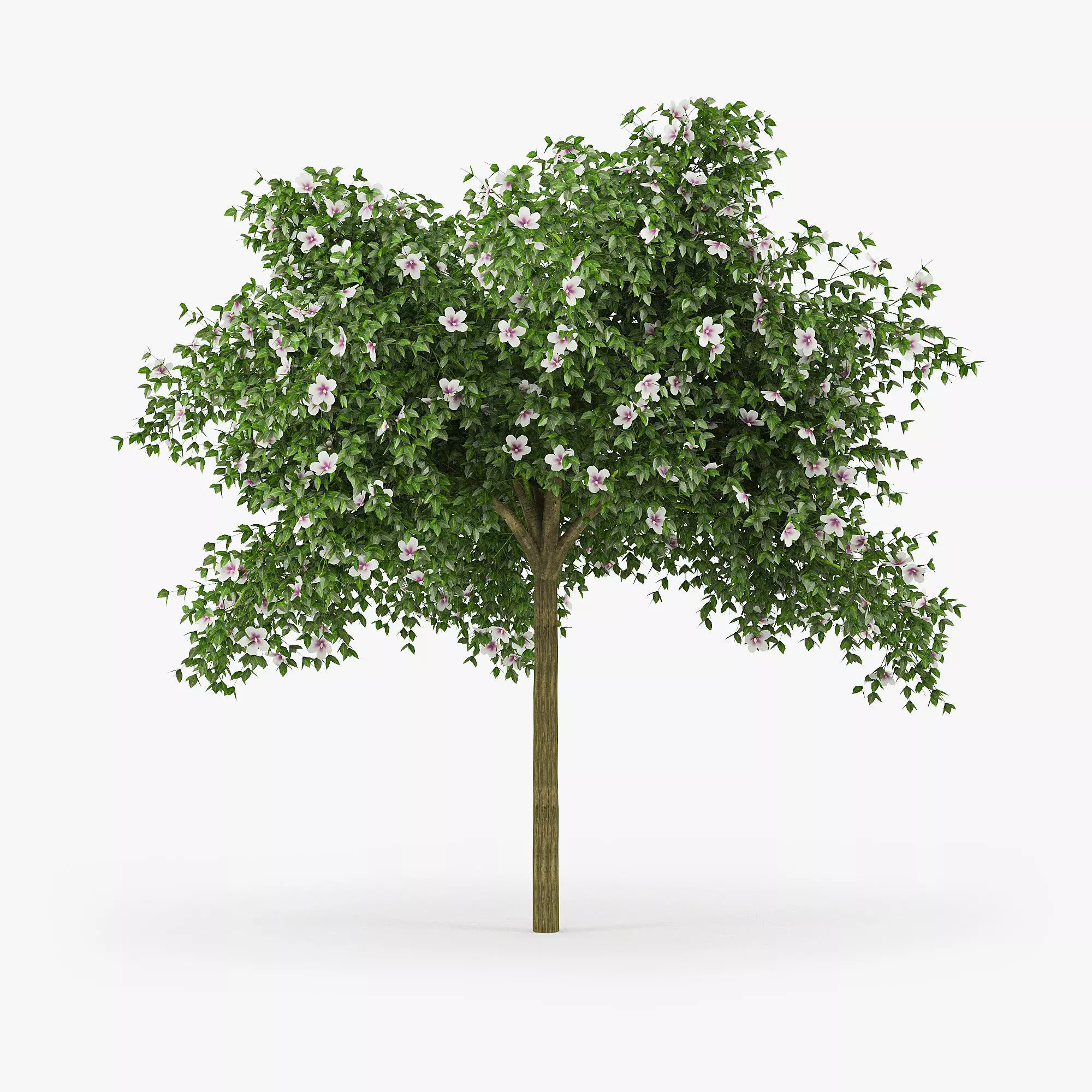 Hibiscus tree 01 3D model_0