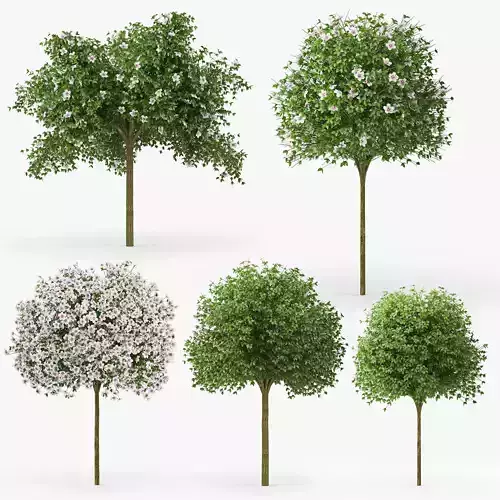 Hibiscus tree 3D model