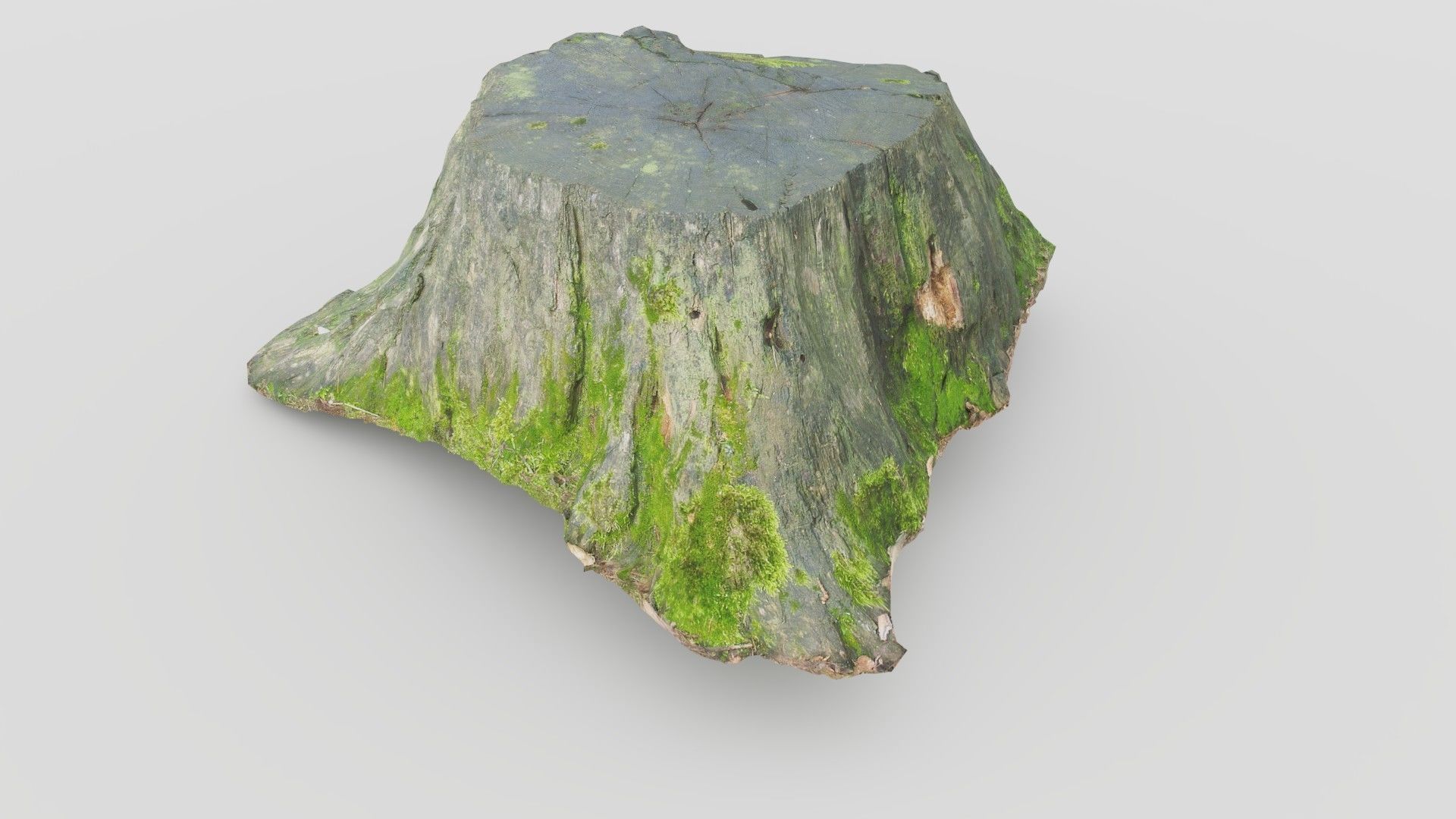 Tree Stump 1 Low-poly 3D model_6