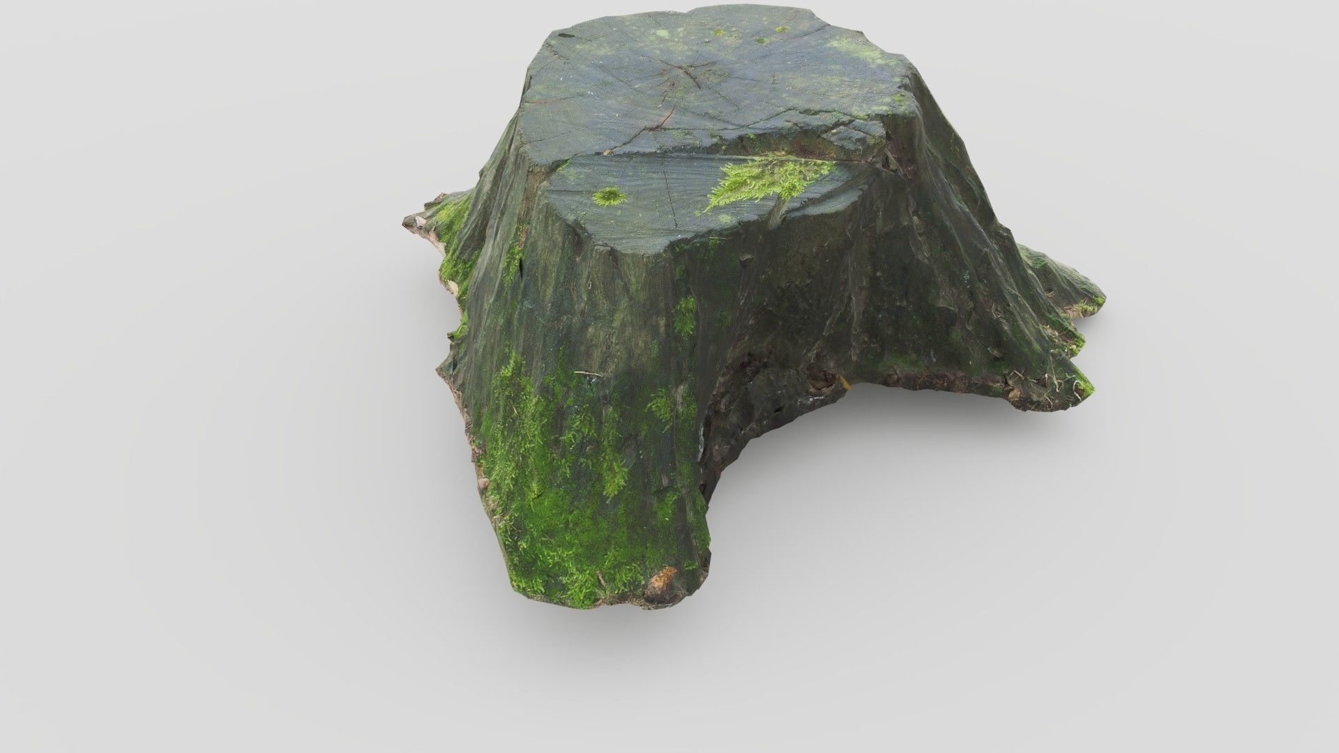 Tree Stump 1 Low-poly 3D model_8