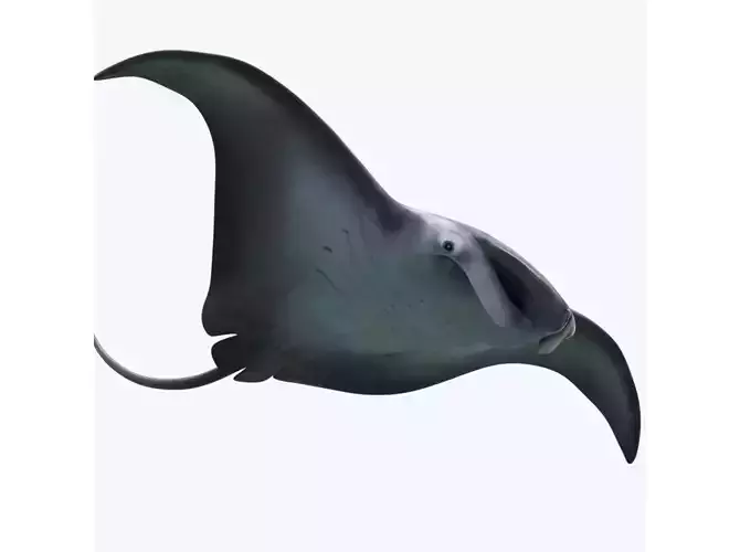 Manta Birostris Static