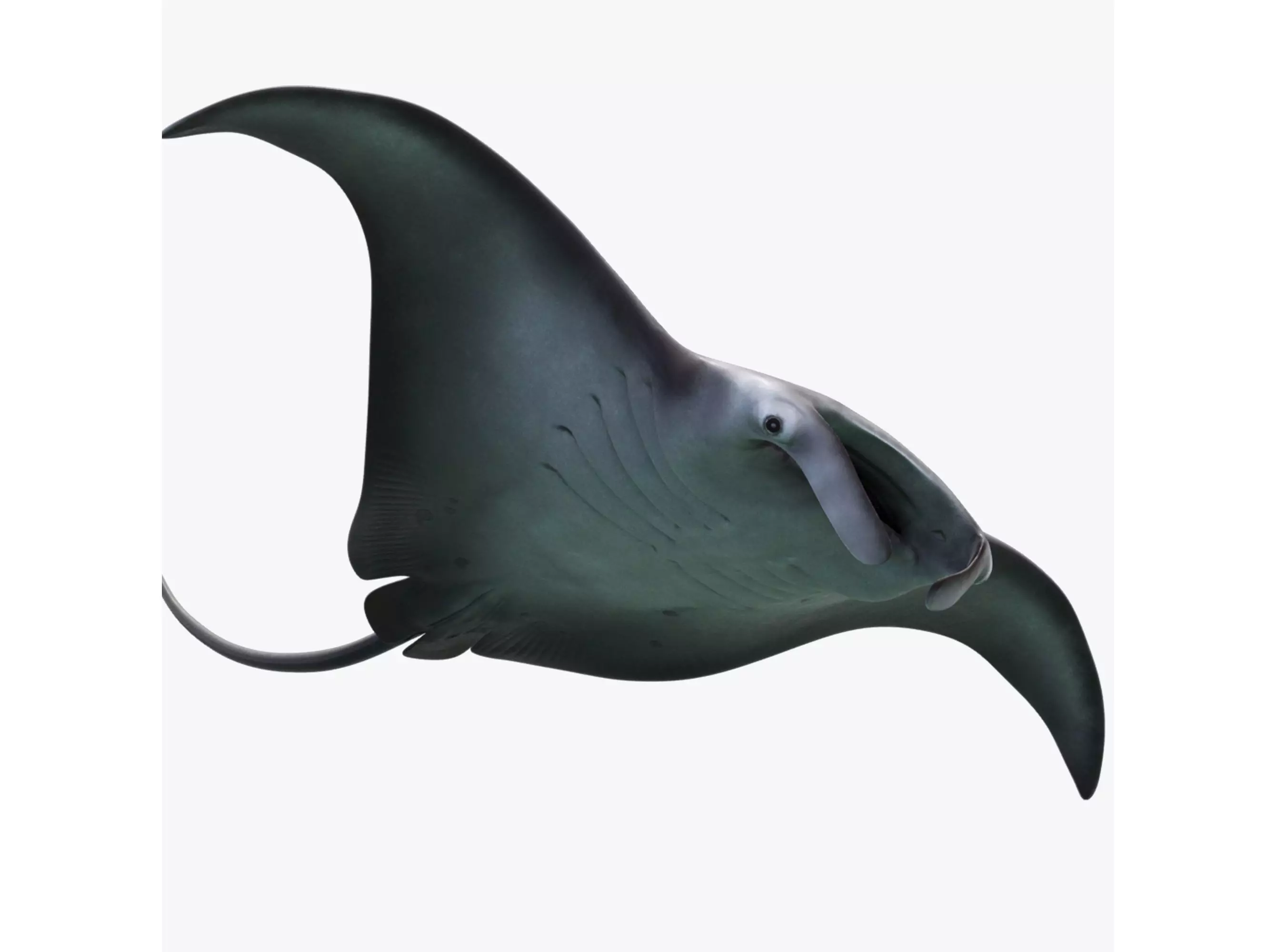 Manta Birostris Static Low-poly 3D model_0