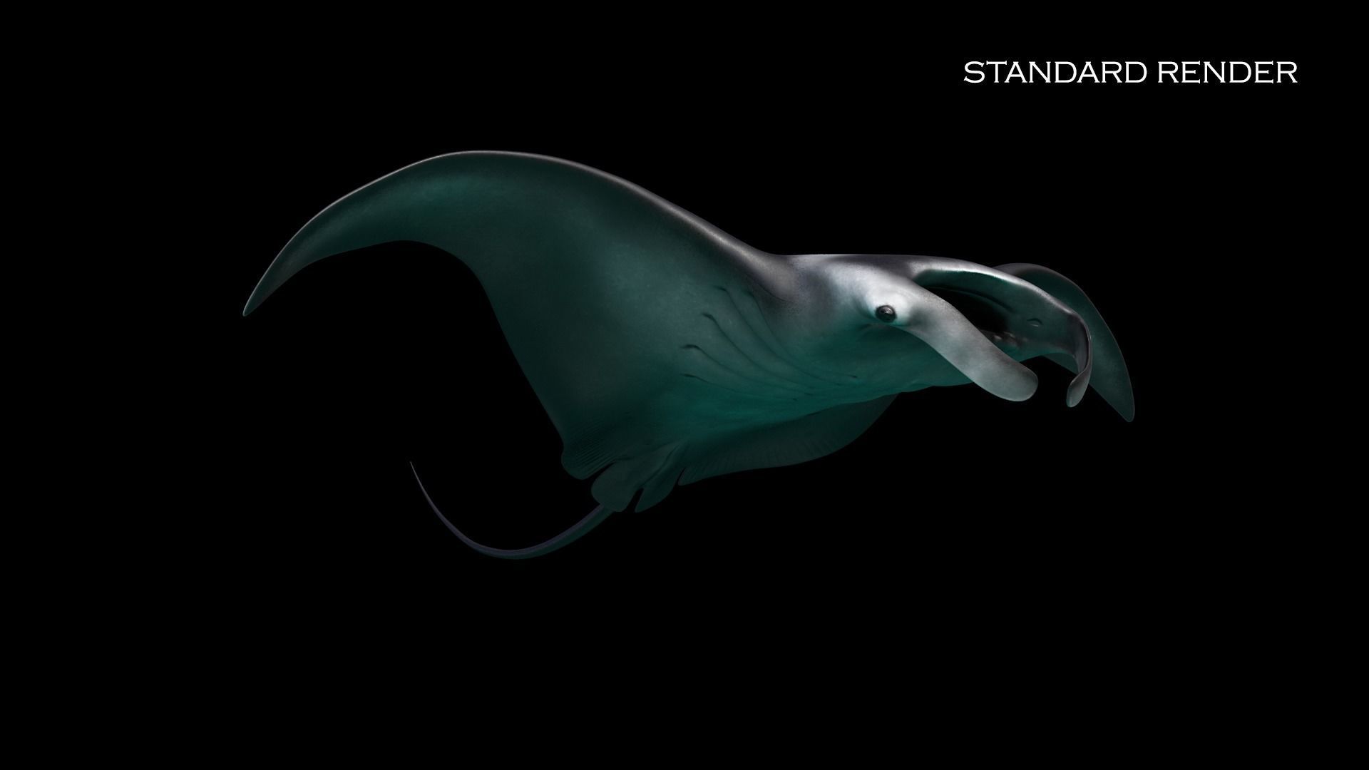 Manta Birostris Static Low-poly 3D model_5