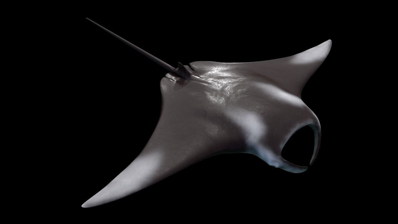 Manta Birostris Low-poly 3D model_3