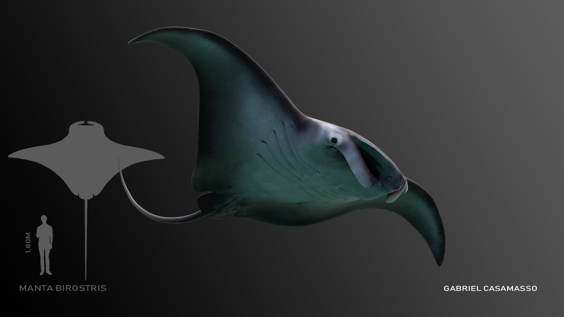 Manta Birostris Low-poly 3D model_2
