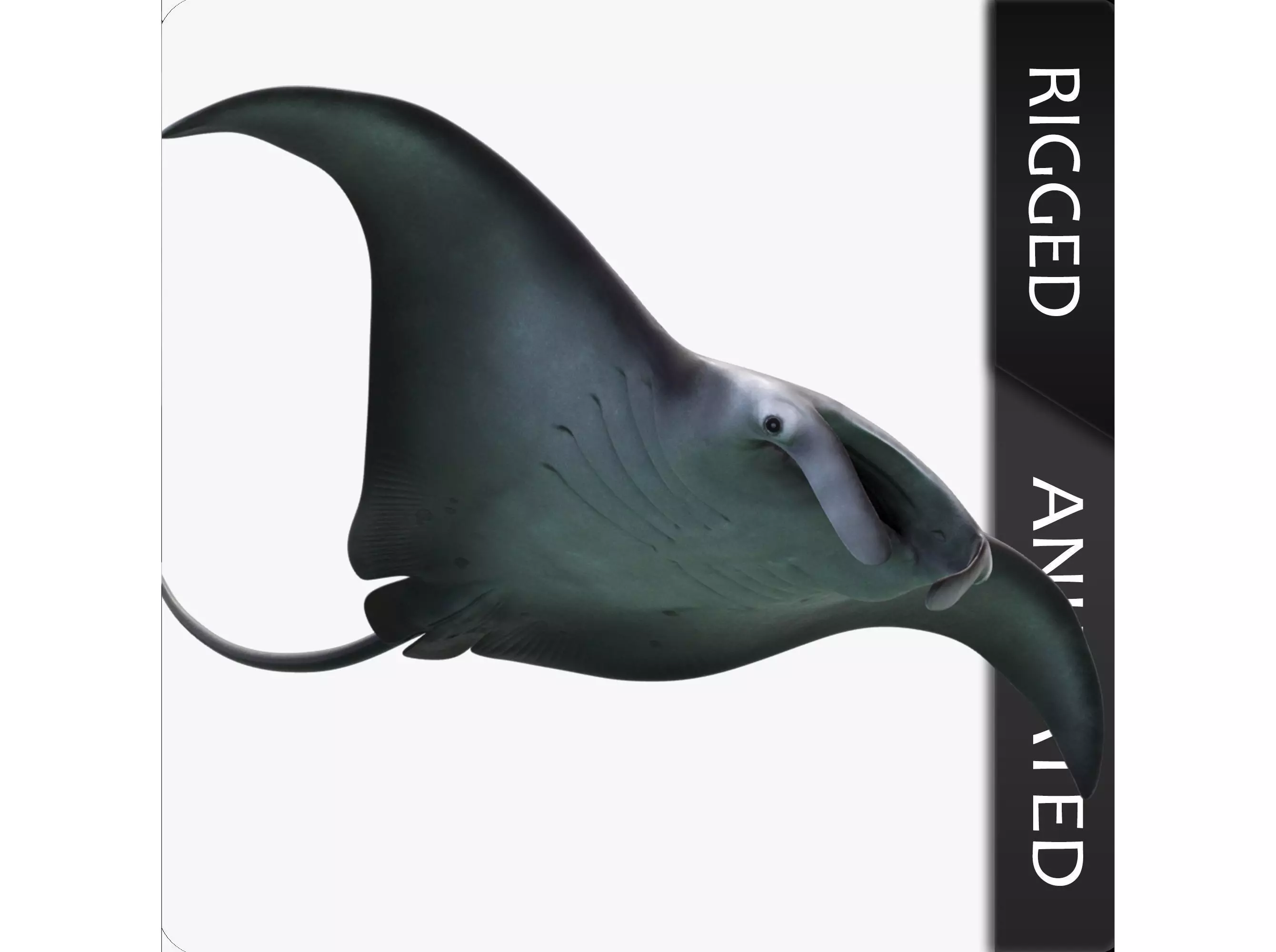 Manta Birostris Low-poly 3D model_0