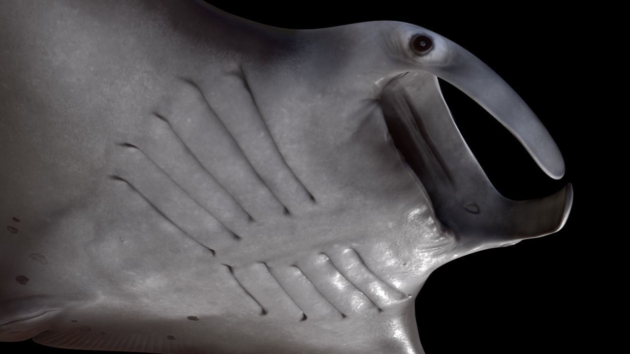 Manta Birostris Low-poly 3D model_6