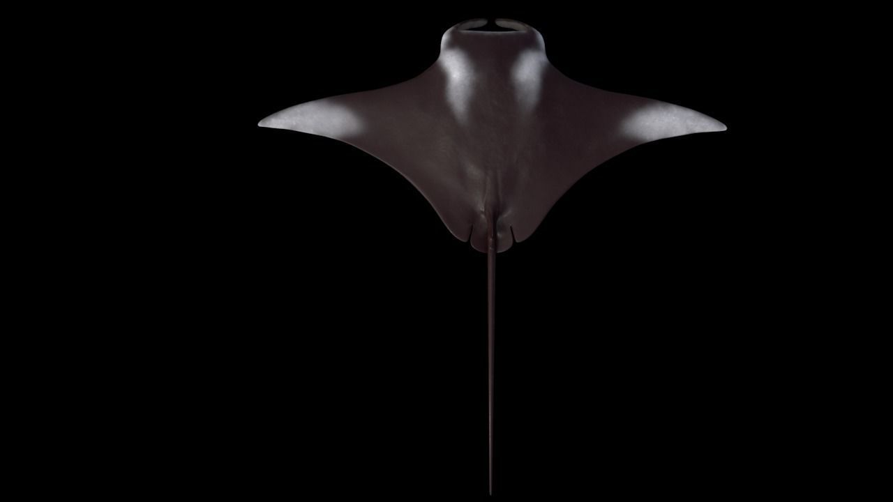 Manta Birostris Low-poly 3D model_4