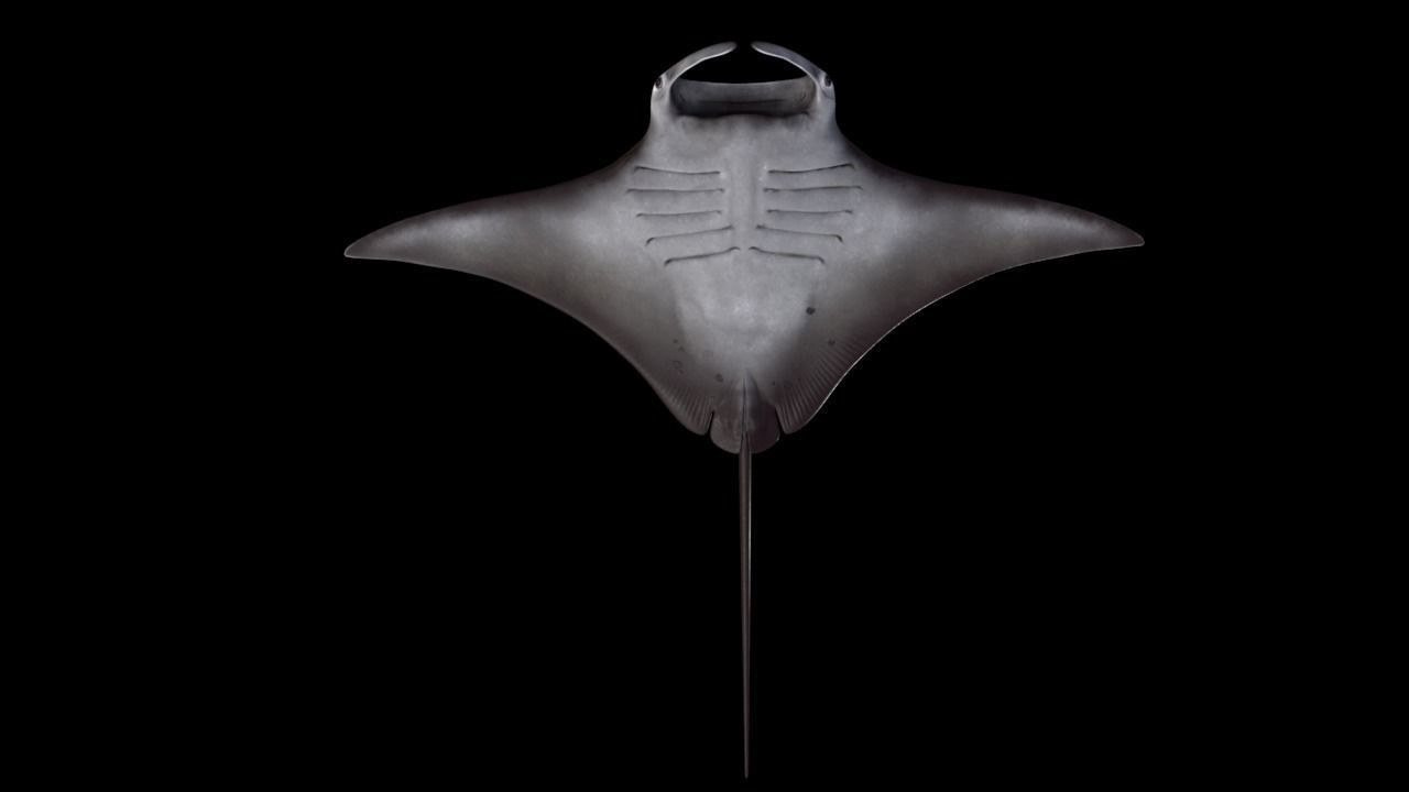 Manta Birostris Low-poly 3D model_5