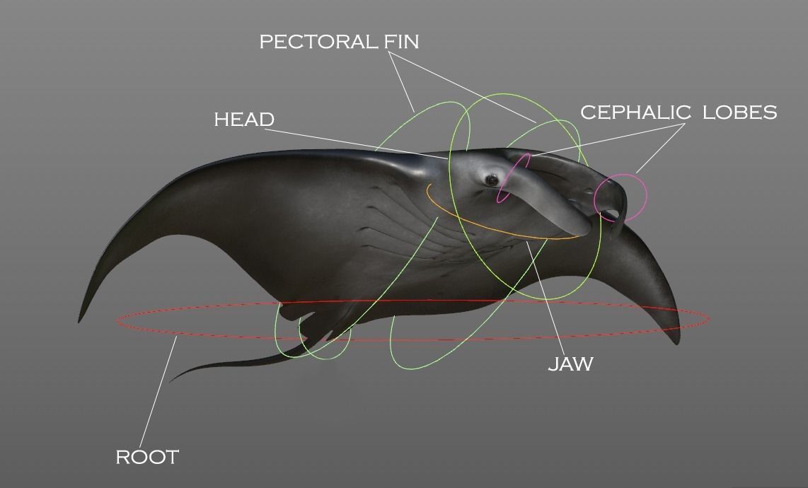 Manta Birostris Low-poly 3D model_12