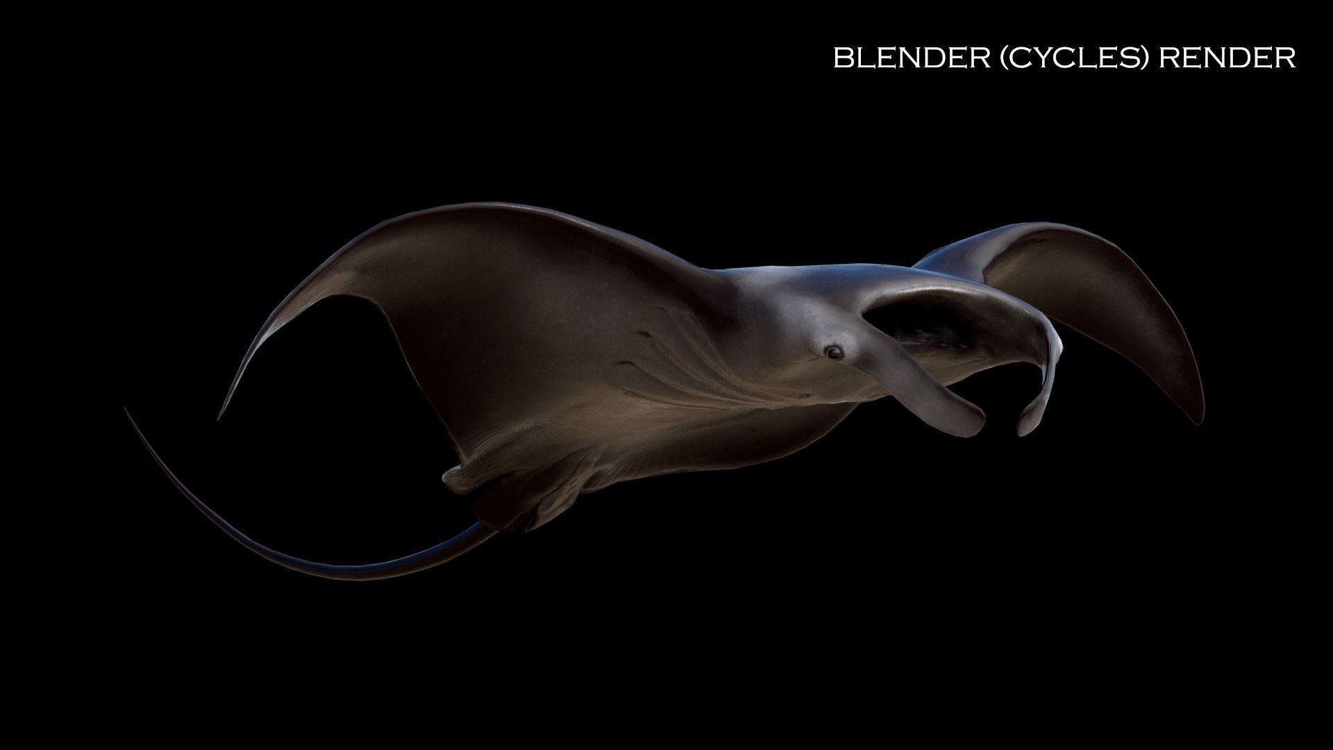 Manta Birostris Low-poly 3D model_8