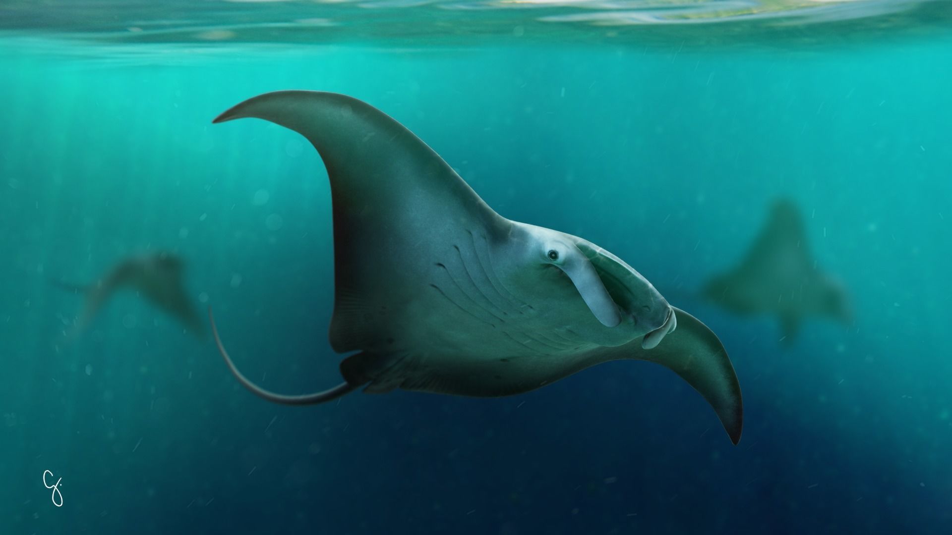 Manta Birostris Low-poly 3D model_14