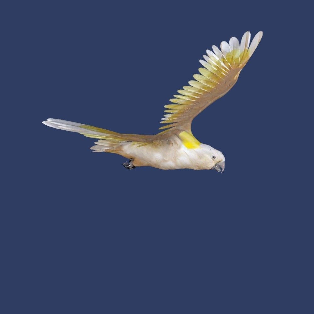 cockatoo animated Low-poly 3D model_3