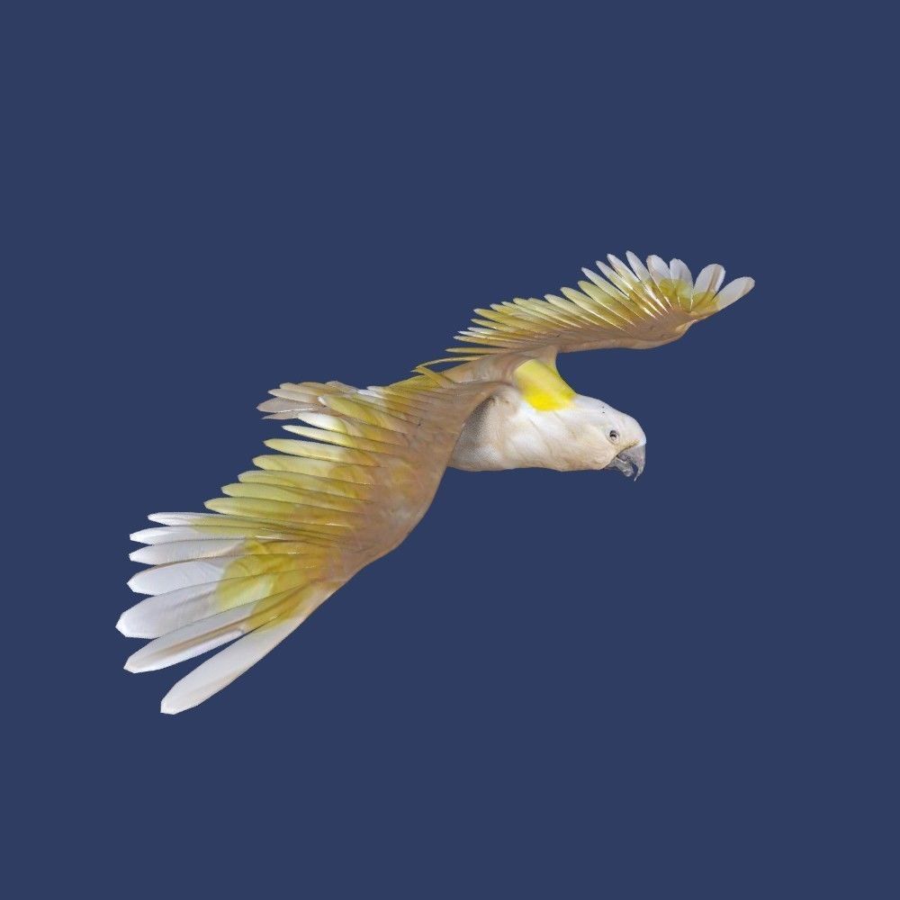 cockatoo animated Low-poly 3D model_2