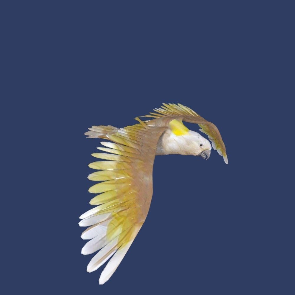 cockatoo animated Low-poly 3D model_4