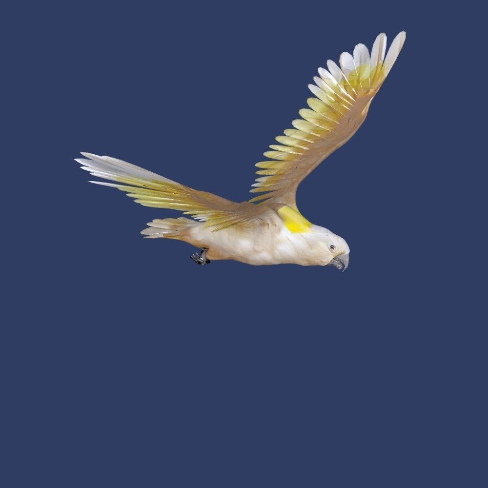 cockatoo animated Low-poly 3D model_5