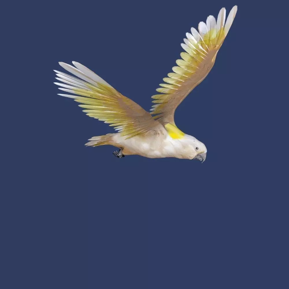cockatoo animated Low-poly 3D model_0