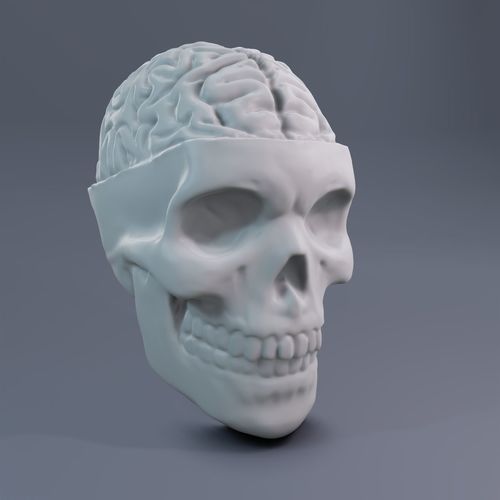 Skull with brain 3D print model