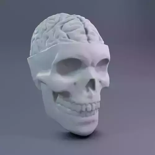 Skull with brain 3D print model