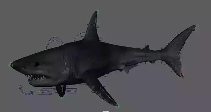 Shark 3D model