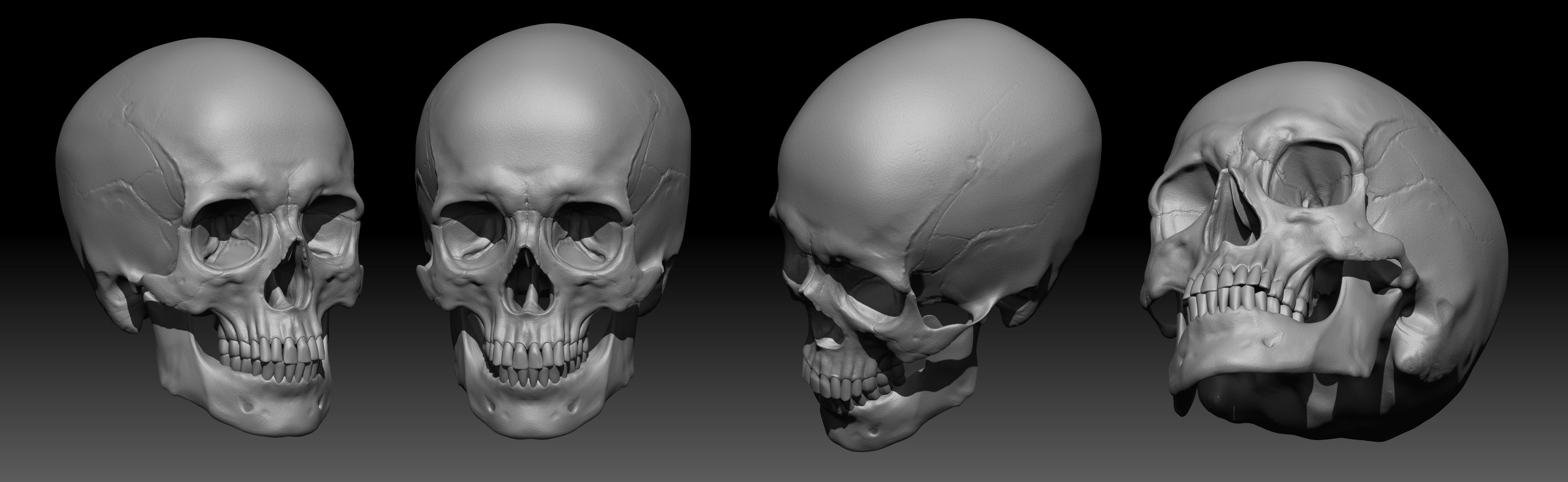 Human Skull 3D print model_2
