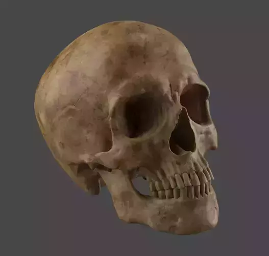 Human Skull 3D print model