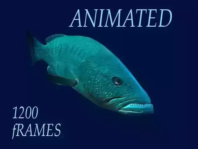 Bass Fish 3D model