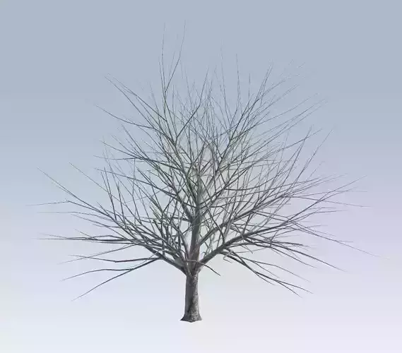 Tree without leaves Low-poly 3D model