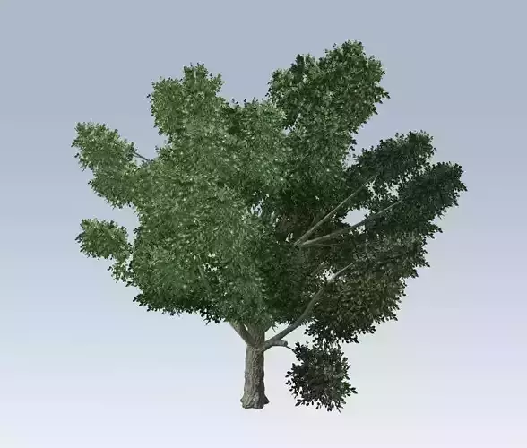 Simple tree 3D model