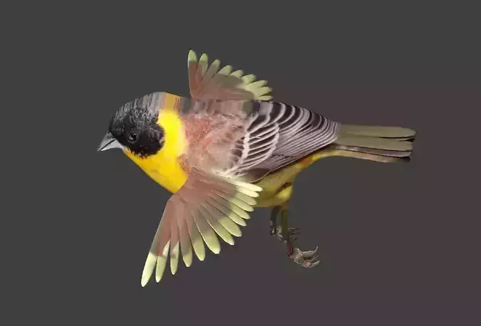 bunting animated Low-poly 3D model