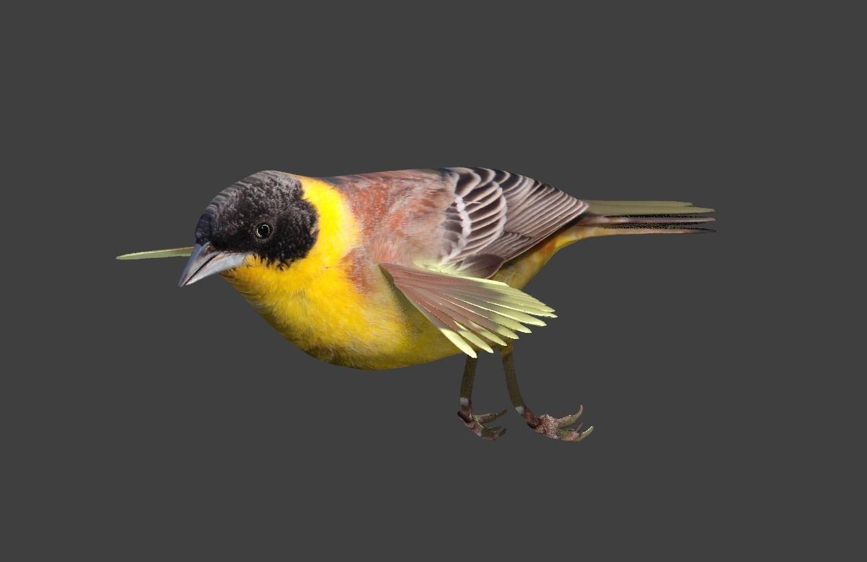 bunting animated Low-poly 3D model_4