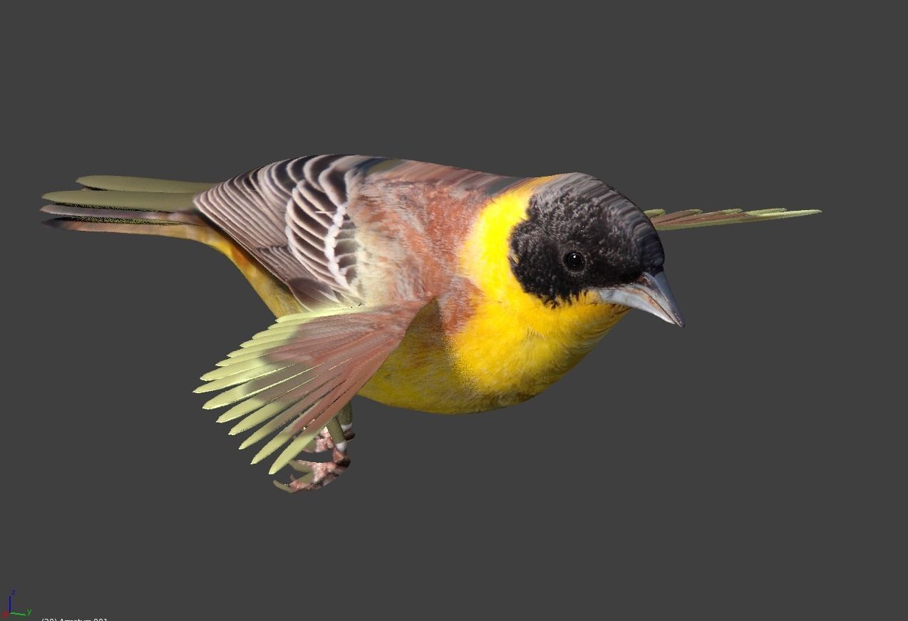 bunting animated Low-poly 3D model_3