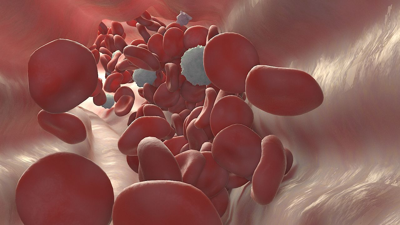 Fat Clot in Blood Stream Animation 3D model_8