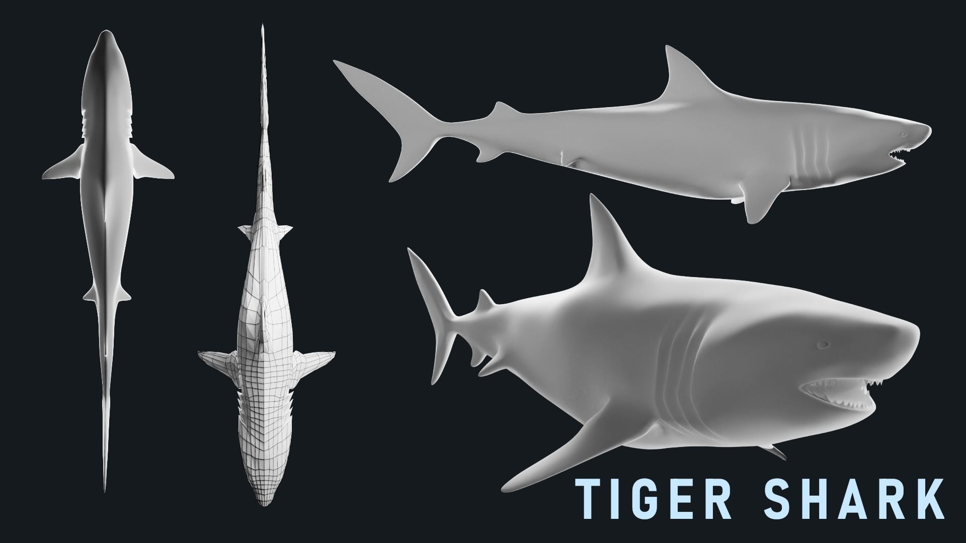 Low-Poly Shark Mesh Collection Low-poly 3D model_13