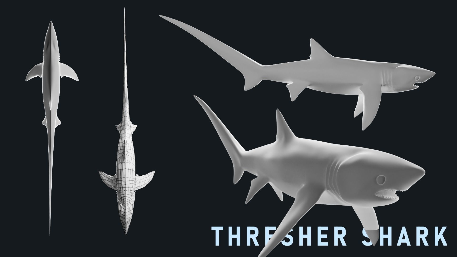 Low-Poly Shark Mesh Collection Low-poly 3D model_12