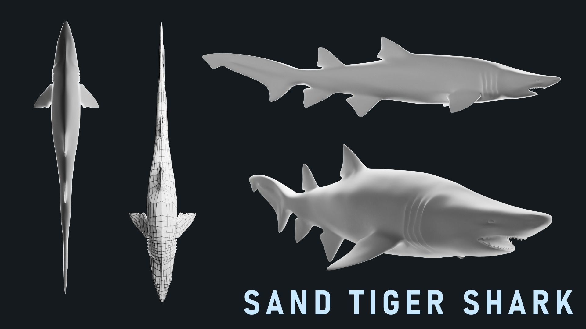 Low-Poly Shark Mesh Collection Low-poly 3D model_11