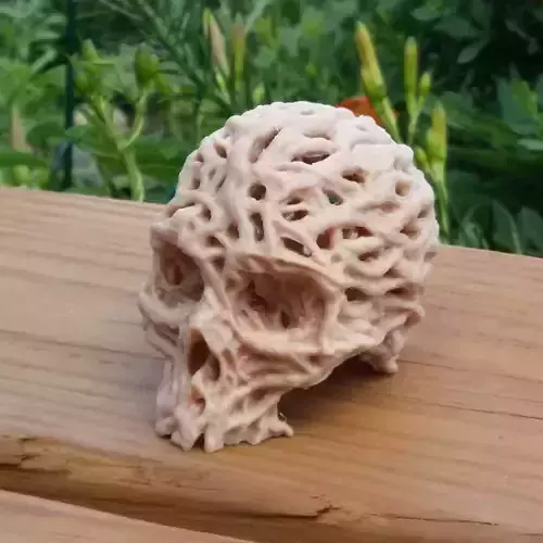 Root Skull