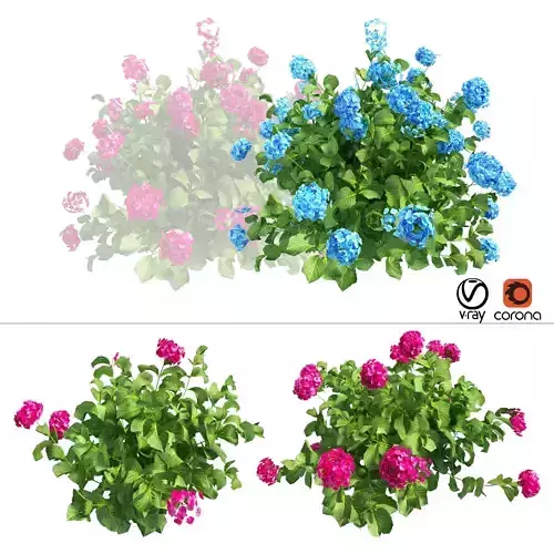 Plants Hydrangea set 03 