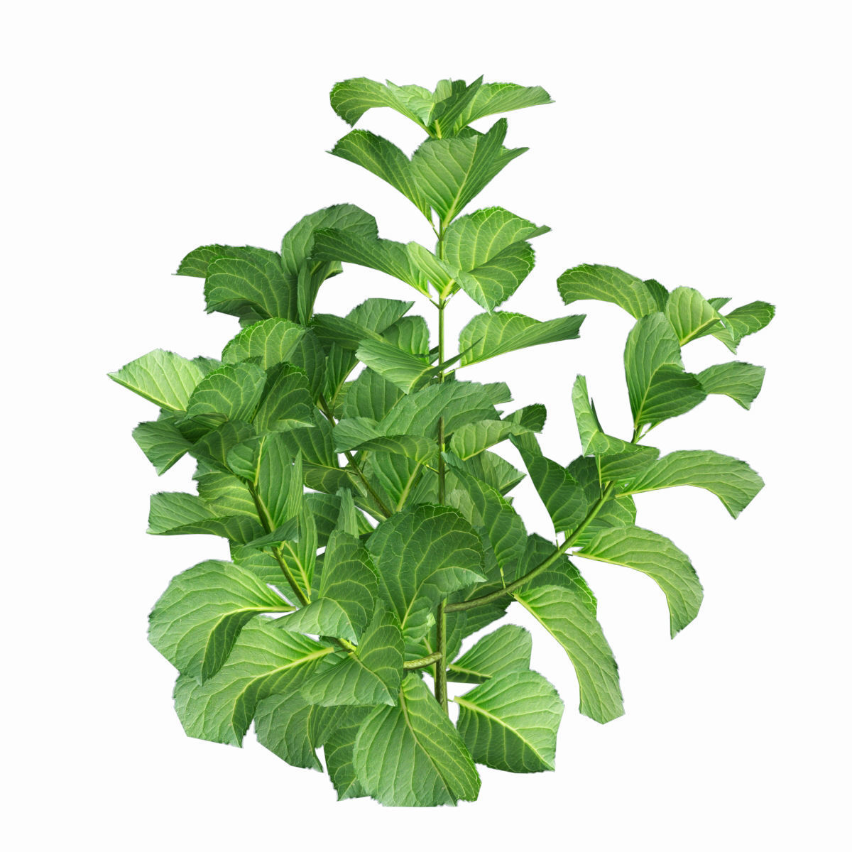 Plants Hydrangea set 02  3D model_3