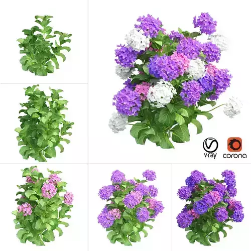 Plants Hydrangea set 02 