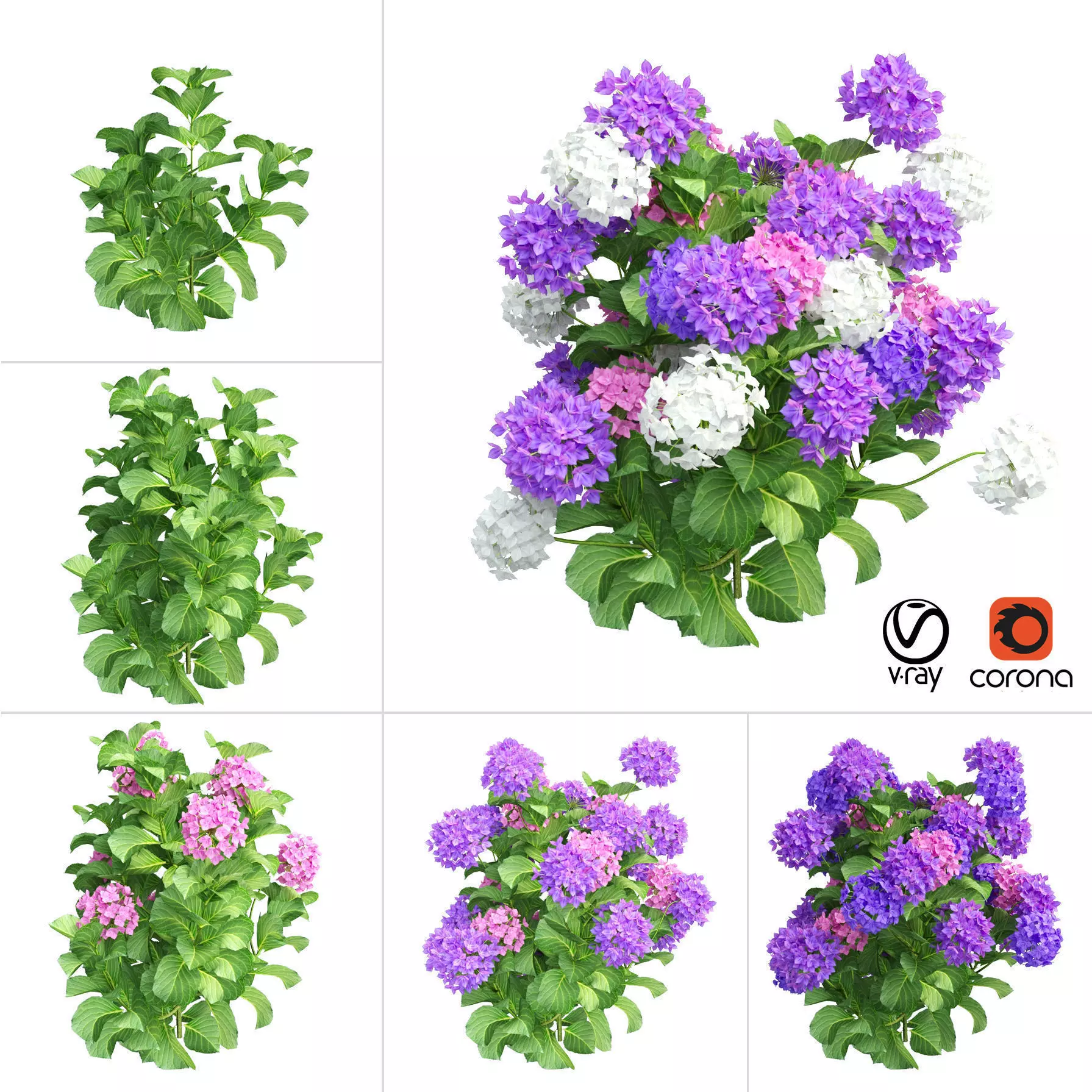 Plants Hydrangea set 02  3D model_0