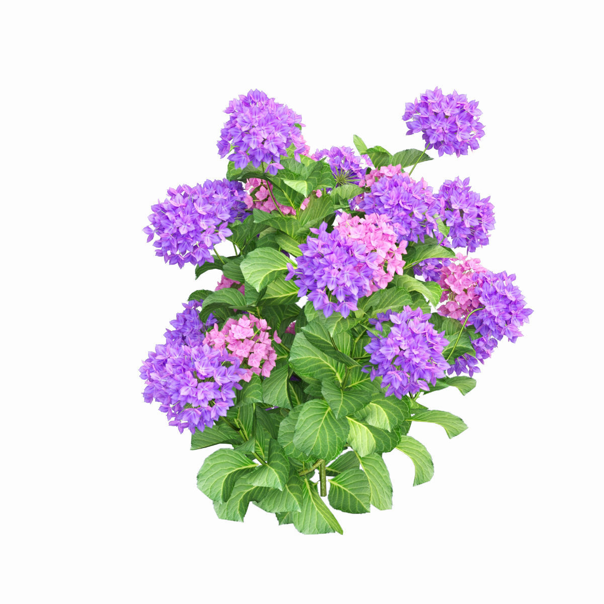 Plants Hydrangea set 02  3D model_6