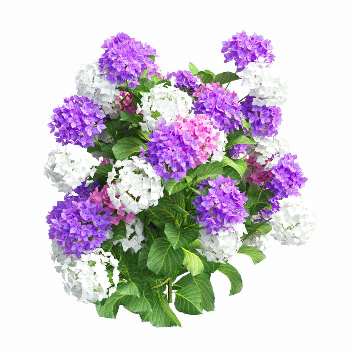 Plants Hydrangea set 02  3D model_9