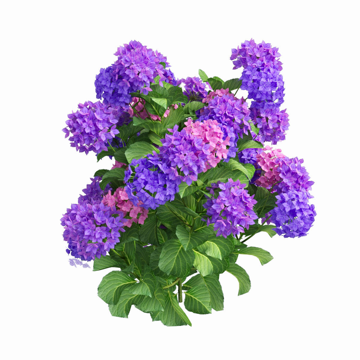 Plants Hydrangea set 02  3D model_7