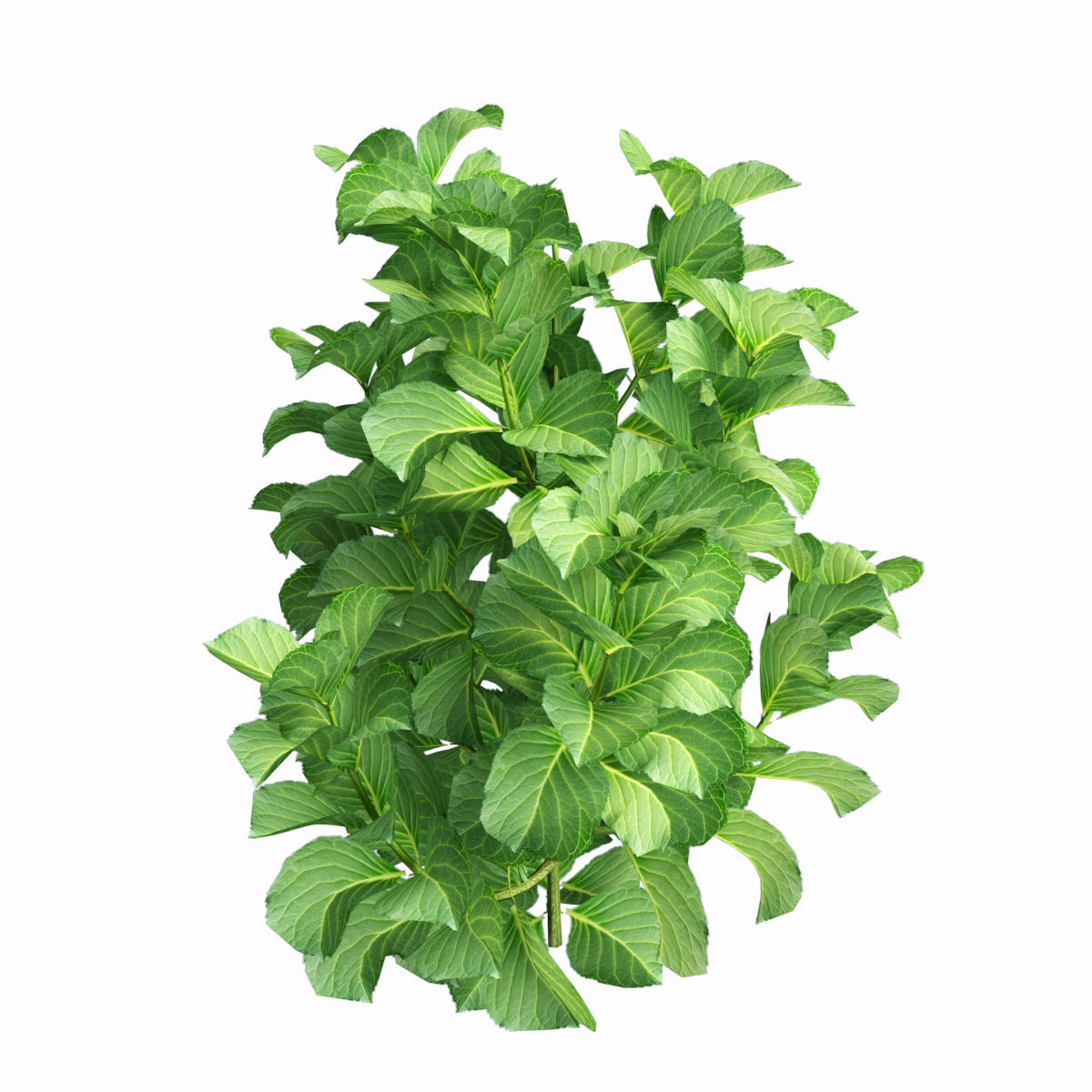 Plants Hydrangea set 02  3D model_4