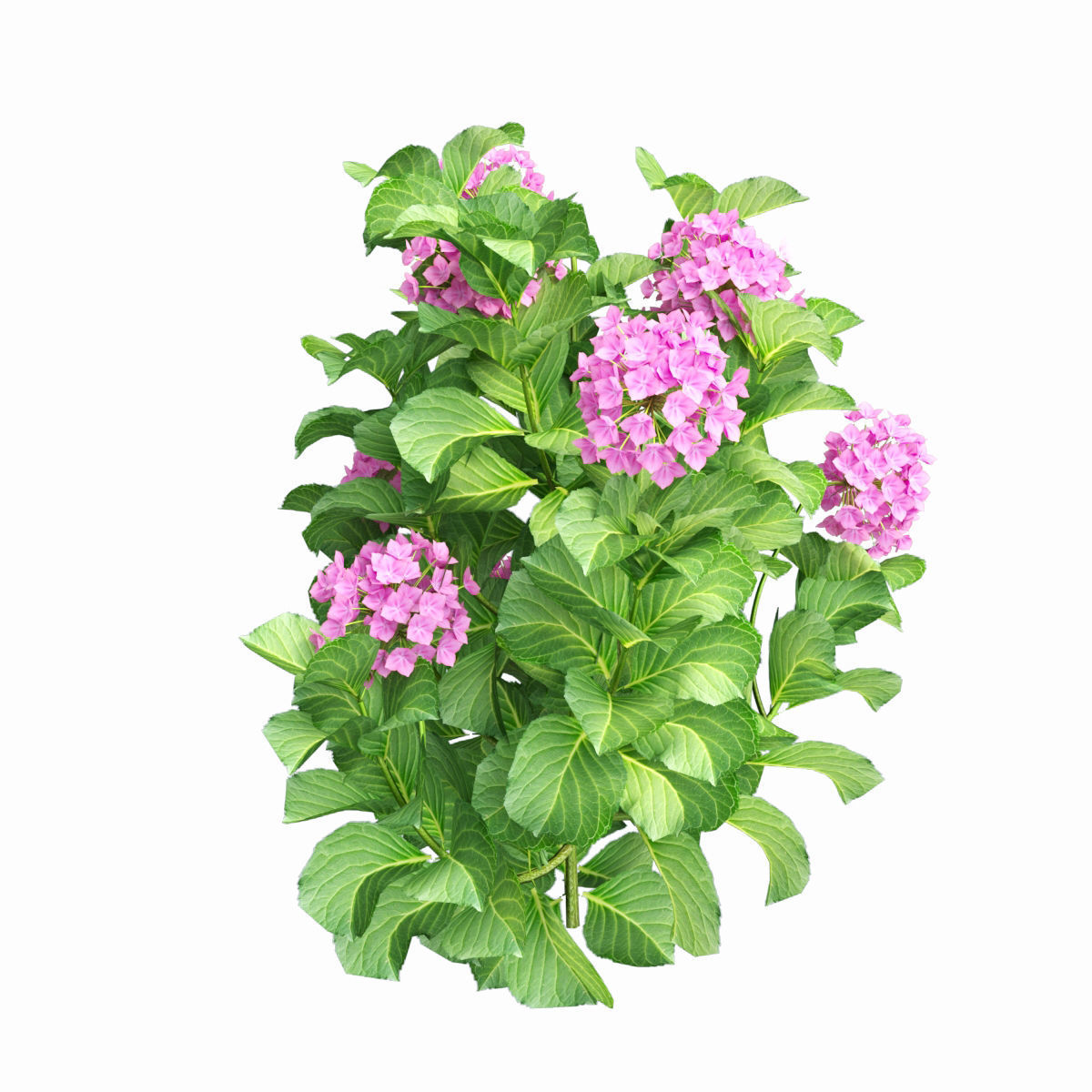 Plants Hydrangea set 02  3D model_5