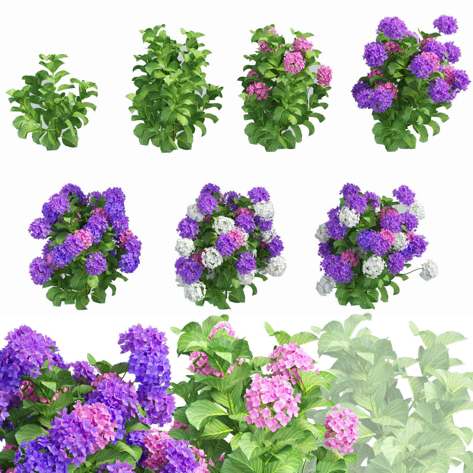 Plants Hydrangea set 02  3D model_2