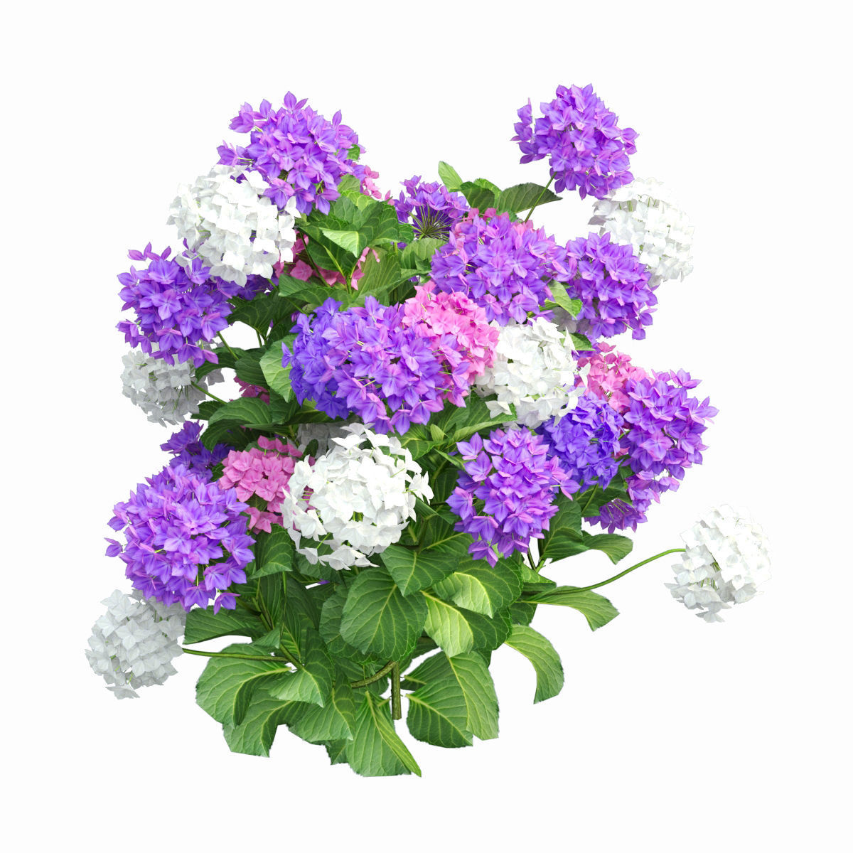 Plants Hydrangea set 02  3D model_8