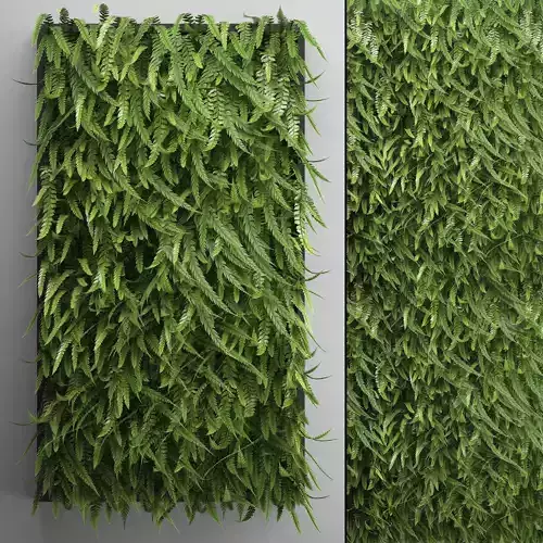 Vertical gardening Fern Wall