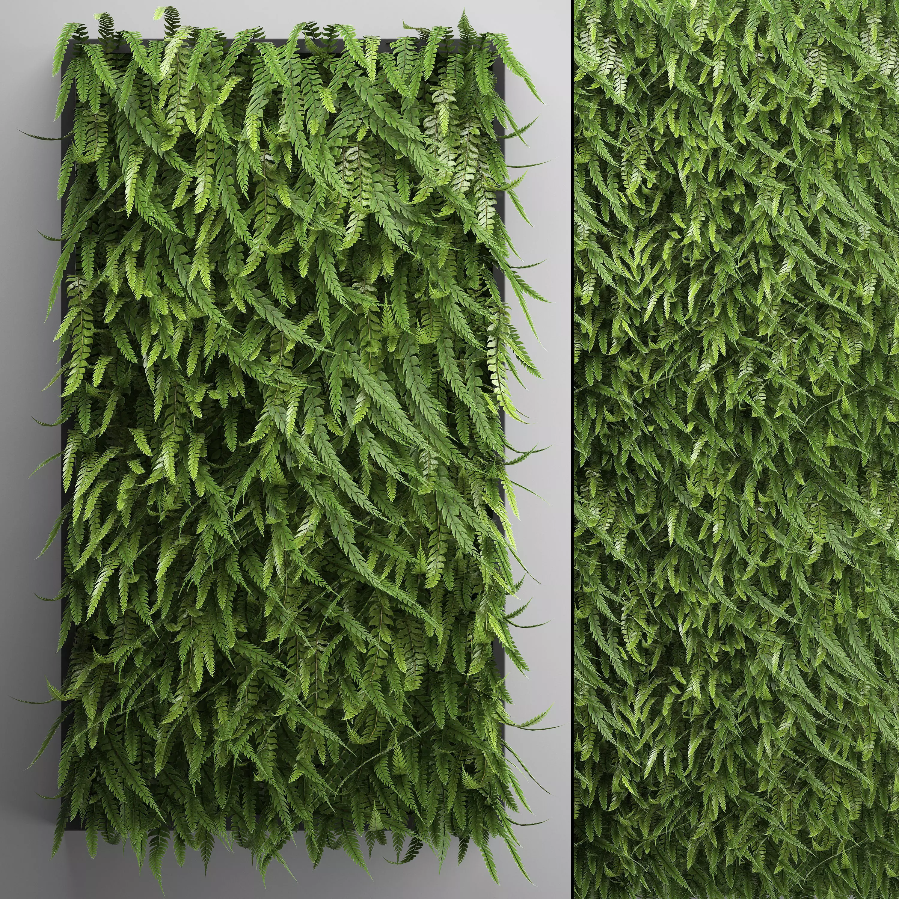 Vertical gardening Fern Wall 3D model_0